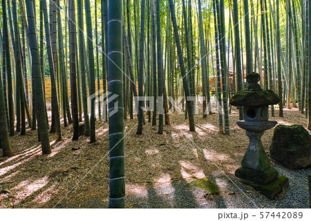 鎌倉 報国寺 竹林 鎌倉 報国寺 竹林 57442089