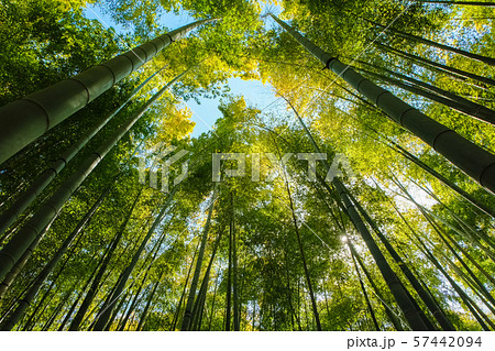 鎌倉 報国寺 竹林 鎌倉 報国寺 竹林 57442094