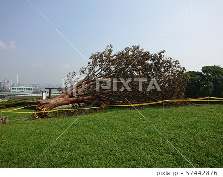 倒木(強風・台風)2 倒木(強風・台風)2 57442876