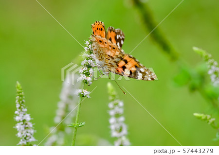 ヒメアカタテハ 57443279