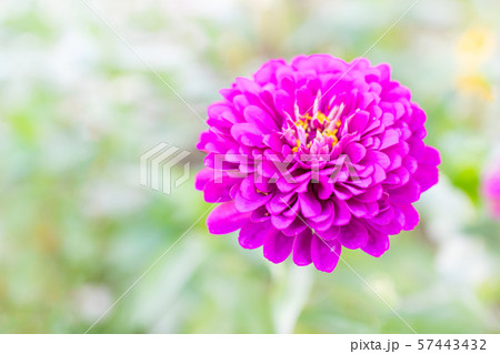 百日草（ヒャクニチソウ） 57443432