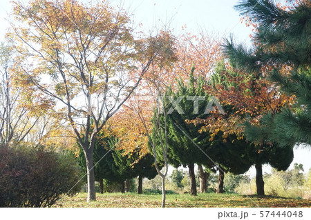 葉 木の葉 フル 57444048