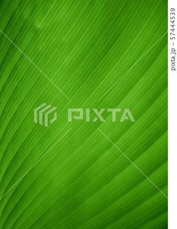 Closeup view of a green banana leaf 57444539