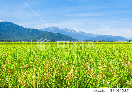 秋の田園風景 （大町市から爺ヶ岳・鹿島槍ヶ岳・五竜岳を望む） 57444587