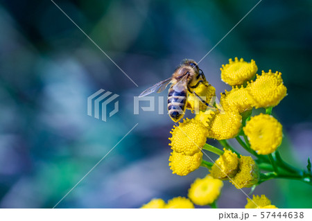 A bee pollinates forest flowers. Macro shot 57444638