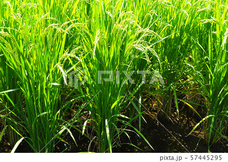農業イメージ(稲作) 農業イメージ(稲作) 57445295