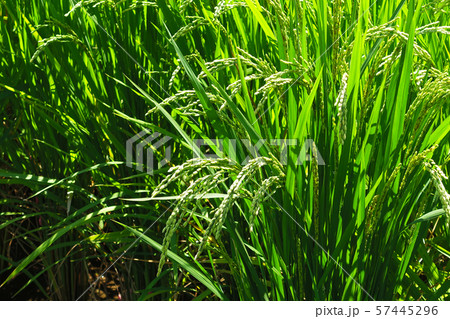 農業イメージ（稲作） 57445296