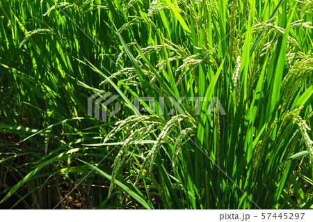 農業イメージ(稲作) 農業イメージ(稲作) 57445297