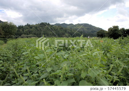 エゴマ畑 57445579