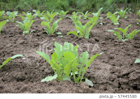 大根畑 57445580