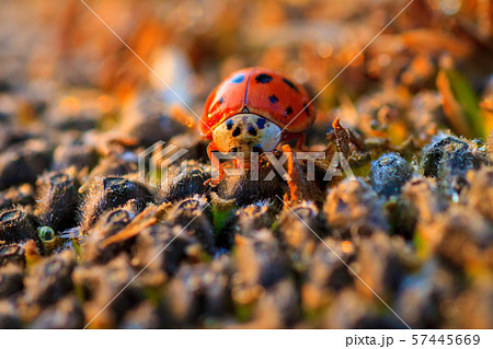 The sunflower with black seeds and ladybug 57445669