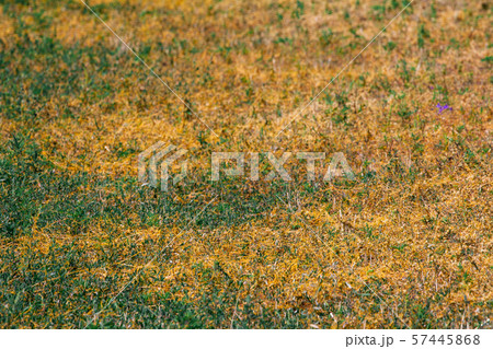 Dodder Genus Cuscuta is The parasite wraps Dodder Genus Cuscuta is The parasite wraps 57445868