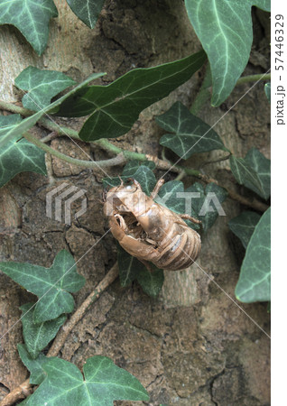 exoskeleton of cicadidae attached to a leaf 57446329