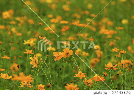 風景 自然 韓国 57448370