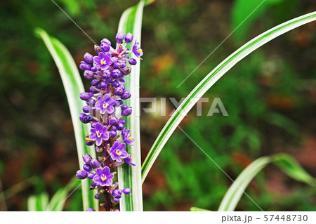紫色のヤブランの花びら 57448730