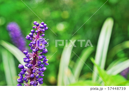 紫色のヤブランの花びら 57448739