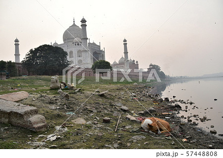 インドのアーグラー 世界遺産のタージマハル ヤムナー川沿いで昼寝をする野良犬 インドのアーグラー 世界遺産のタージマハル ヤムナー川沿いで昼寝をする野良犬 57448808