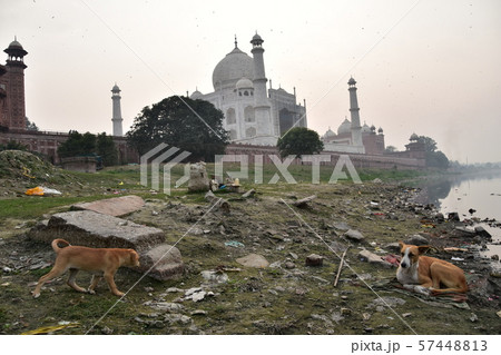 インドのアーグラー　世界遺産のタージマハル　ヤムナー川沿いで昼寝をする野良犬 57448813