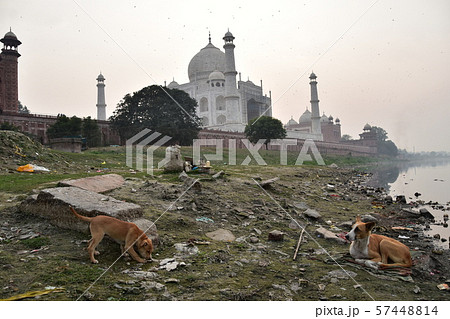 インドのアーグラー　世界遺産のタージマハル　ヤムナー川沿いで昼寝をする野良犬 57448814