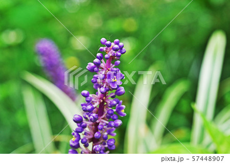 紫色のヤブランの花びら 紫色のヤブランの花びら 57448907