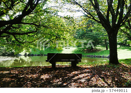 風景自然植物写真 秋の日向ぼっこ 明るい秋の始まり 落ち葉のある椅子の風景 風景自然植物写真 秋の日向ぼっこ 明るい秋の始まり 落ち葉のある椅子の風景 57449011