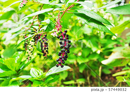 黒いヨウシュヤマゴボウの実 57449032