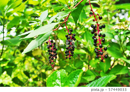 黒いヨウシュヤマゴボウの実 57449033