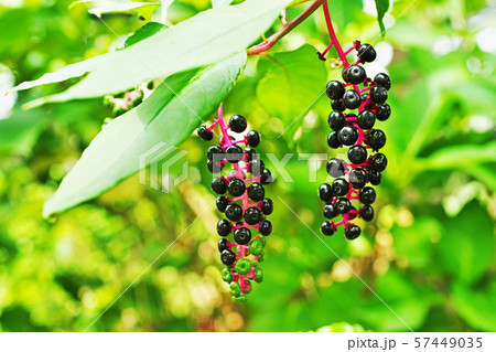 黒いヨウシュヤマゴボウの実 57449035