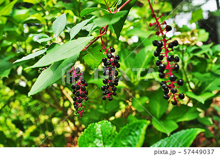 黒いヨウシュヤマゴボウの実 57449037