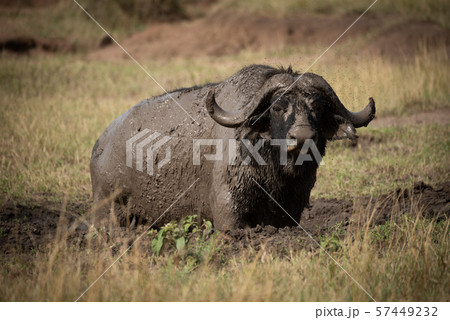 Cape buffalo eyes camera from muddy wallow Cape buffalo eyes camera from muddy wallow 57449232