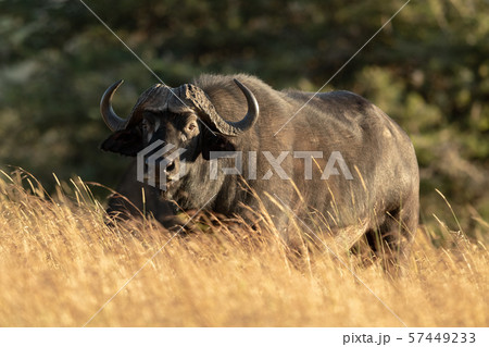 Cape buffalo eyeing camera from long grass Cape buffalo eyeing camera from long grass 57449233