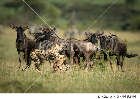 Blue wildebeest watch two cheetah throttle another 57449244