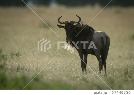 Blue wildebeest stands turning head to camera Blue wildebeest stands turning head to camera 57449250