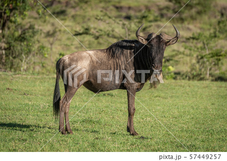 Blue wildebeest stands eyeing camera on grass Blue wildebeest stands eyeing camera on grass 57449257