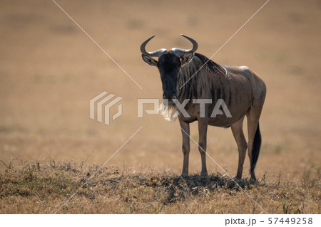 Blue wildebeest stands eyeing camera in sunshine Blue wildebeest stands eyeing camera in sunshine 57449258