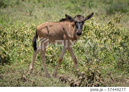 Blue wildebeest calf walks past eyeing camera Blue wildebeest calf walks past eyeing camera 57449277