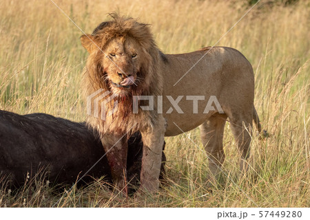 Blood-stained male lion stands by buffalo carcass Blood-stained male lion stands by buffalo carcass 57449280