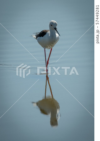 Black-winged stilt walks through lake towards Black-winged stilt walks through lake towards 57449281