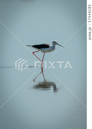Black-winged stilt walking through lake in Black-winged stilt walking through lake in 57449285