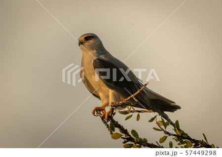 Black-shouldered kite on leafy branch facing left Black-shouldered kite on leafy branch facing left 57449298