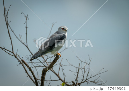 Black-shouldered kite in bare branches facing Black-shouldered kite in bare branches facing 57449301