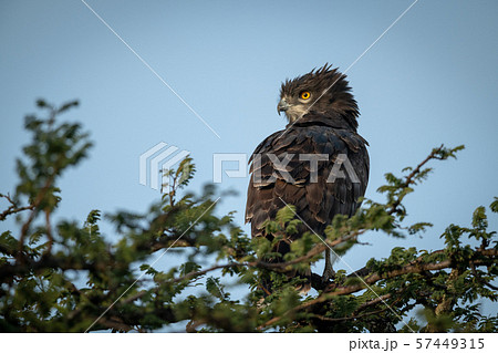 Black-chested snake-eagle perches in leafy tree 57449315