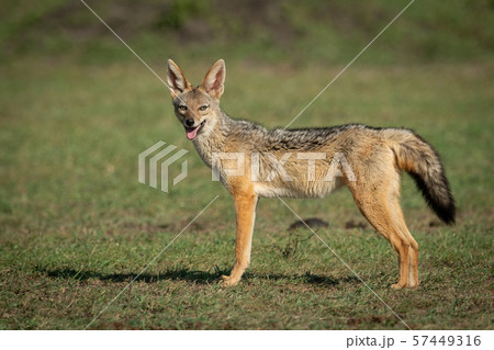 Black-baked jackal stands on grass opening mouth Black-baked jackal stands on grass opening mouth 57449316