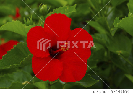 南国を代表する花の一つであるハイビスカスの写真素材