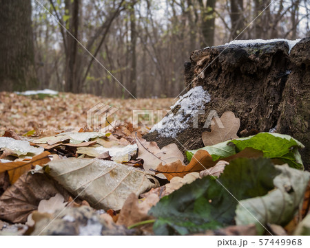 Mouldering stump 57449968