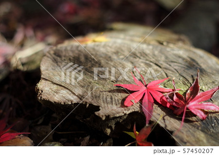 紅葉の風景 57450207
