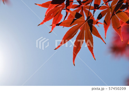 紅葉の風景 57450209
