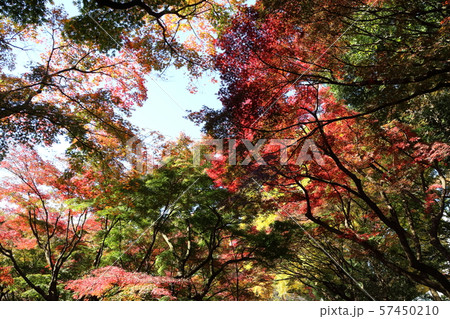 紅葉の風景 57450210