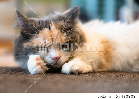 仔猫 仔猫 57450808