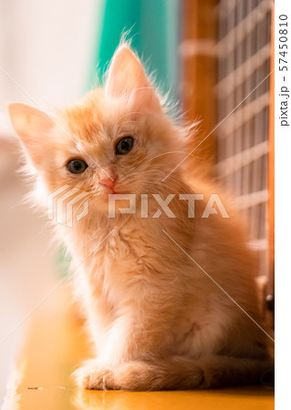 仔猫 仔猫 57450810